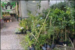there are many plants in the greenhouse and some are in the pots