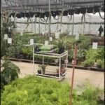 there are many plants in the greenhouses and a table with a laptop
