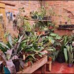 there are many plants in the room and a sign on the wall