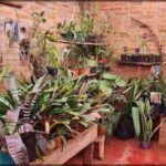 there are many plants in the room and a table with a bench
