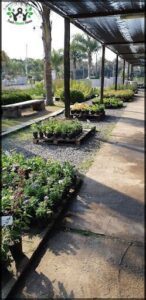 there are many plants on the ground in the garden