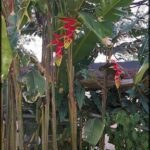 there are many plants that are growing in the garden