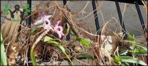 there are many plants that are growing in the planter