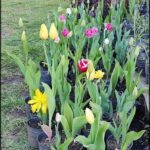 there are many pots of flowers that are in the grass