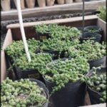 there are many pots of plants in a wooden box