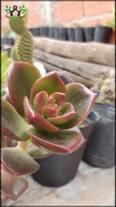 there are many pots of plants that are on the table