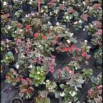 there are many potted plants in the middle of a garden