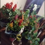 there are many potted plants on a table in a room