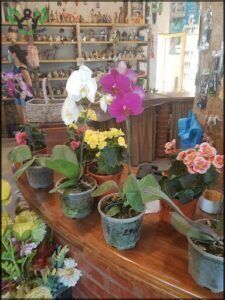 there are many potted plants on a table in a store