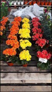 there are many potted plants on a wooden table in a garden center