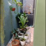 there are many potted plants on the floor in the corner of the room