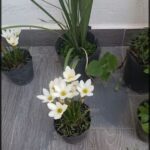 there are many potted plants on the floor in the room