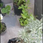 there are many potted plants that are on the ground