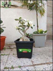 there are many potted plants that are on the ground