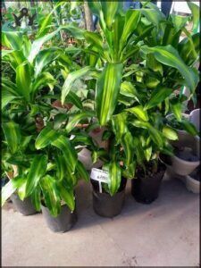 there are many potted plants that are sitting on the ground