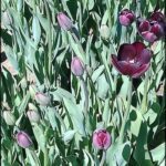 there are many purple flowers that are growing in the grass