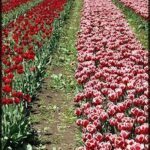 there are many red and white tulips in a field