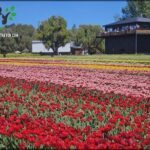 there are many red tulips in a field with a building in the background