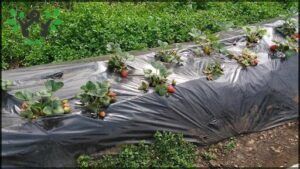 there are many strawberries growing in a plastic container on the ground