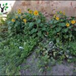 there are many sunflowers growing in a garden near a brick wall