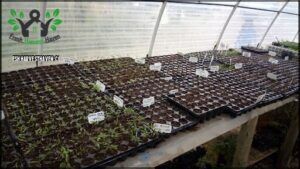 there are many trays of plants in a greenhouse with a man standing in the background