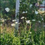 there are many white flowers growing in the grass near a tree