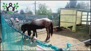 there are two horses that are standing in the dirt