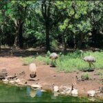 there are two ostriches standing by the water in the woods