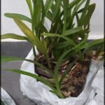 there are two plants in bags on the floor