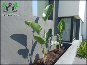 there are two plants in the planter outside of a house