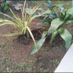 there are two plants that are growing in the dirt