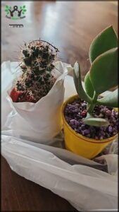 there are two small plants in a yellow bowl on a table