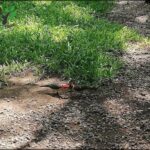 there is a bird that is standing in the dirt