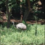 there is a bird that is standing in the grass by a tree