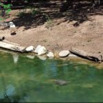 there is a bird that is standing on a log in the water