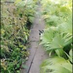 there is a black and white cat walking down a path between plants