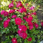 there is a bush of flowers that is growing in the dirt