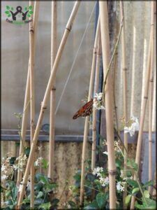 there is a butterfly that is sitting on a branch in the grass