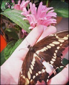 there is a butterfly that is sitting on a person ' s hand
