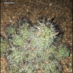 there is a cactus plant that is growing in the dirt