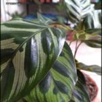 there is a close up of a plant with green leaves