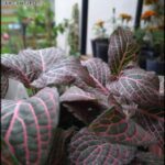 there is a close up of a plant with pink and green leaves