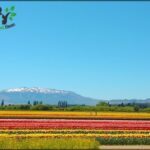 there is a field of flowers with a mountain in the background