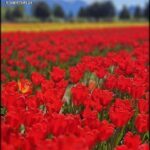 there is a field of red tulips with mountains in the background