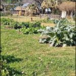 there is a garden with a lot of plants in it