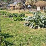 there is a garden with a lot of plants in it