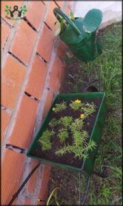 there is a green wheelbarrow and a green wheelbarrow planter