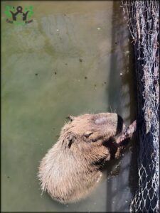 there is a large animal that is swimming in the water
