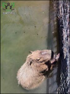 there is a large animal that is swimming in the water