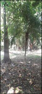 there is a man riding a horse through a forest